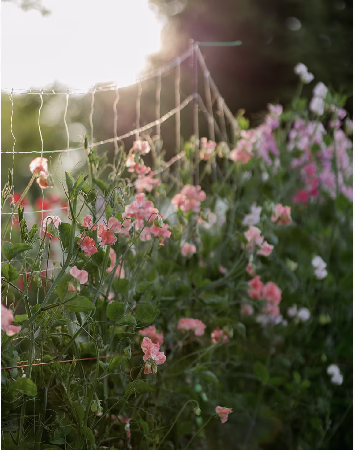 Sweet peas growing on netting