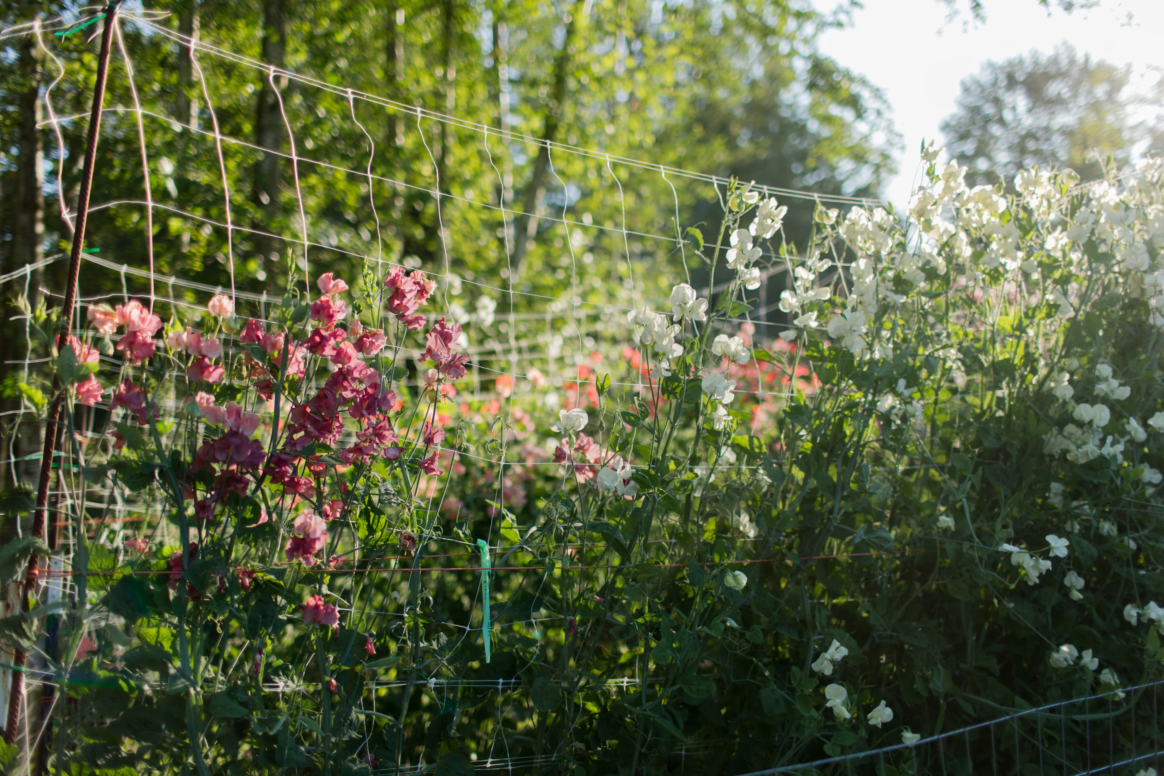 Sweet peas growing
